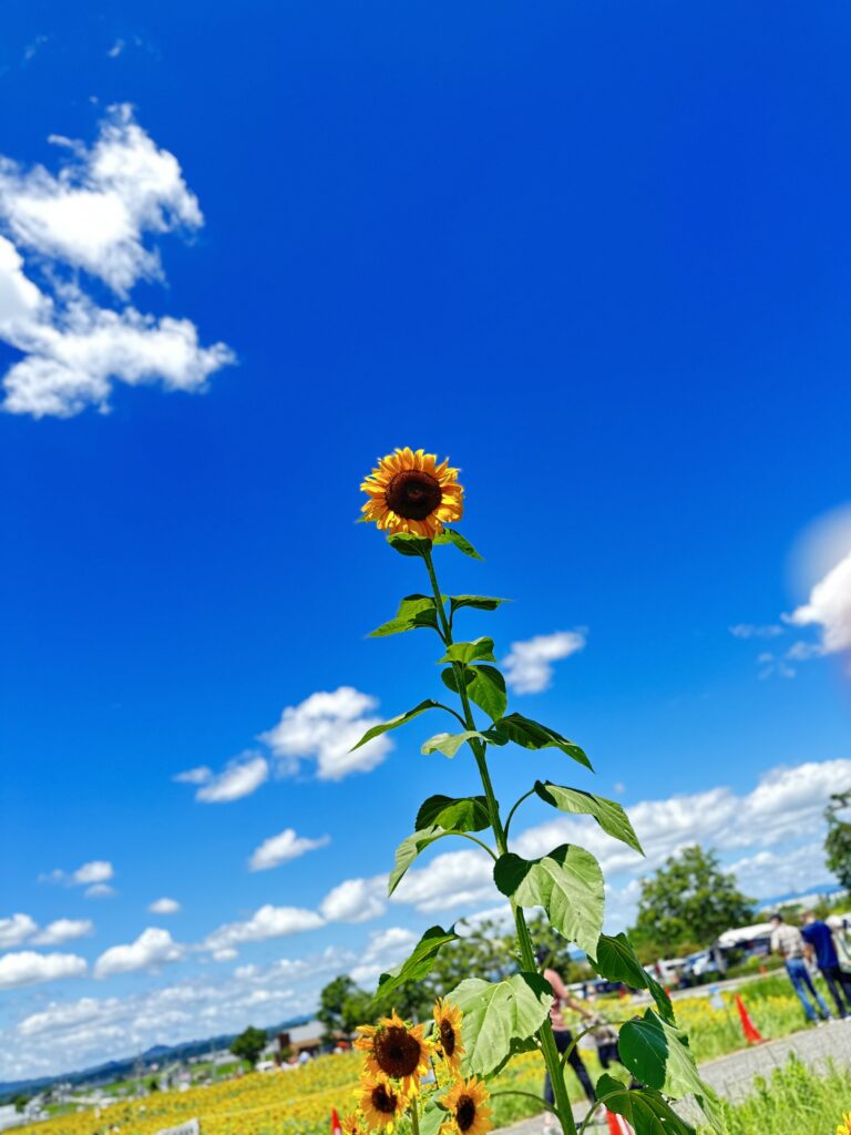 おでかけしました🌻