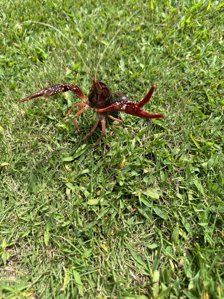 ひまわりの丘公園へいきました🌻