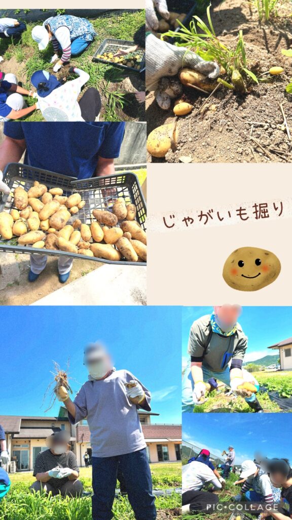 じゃがいも堀り