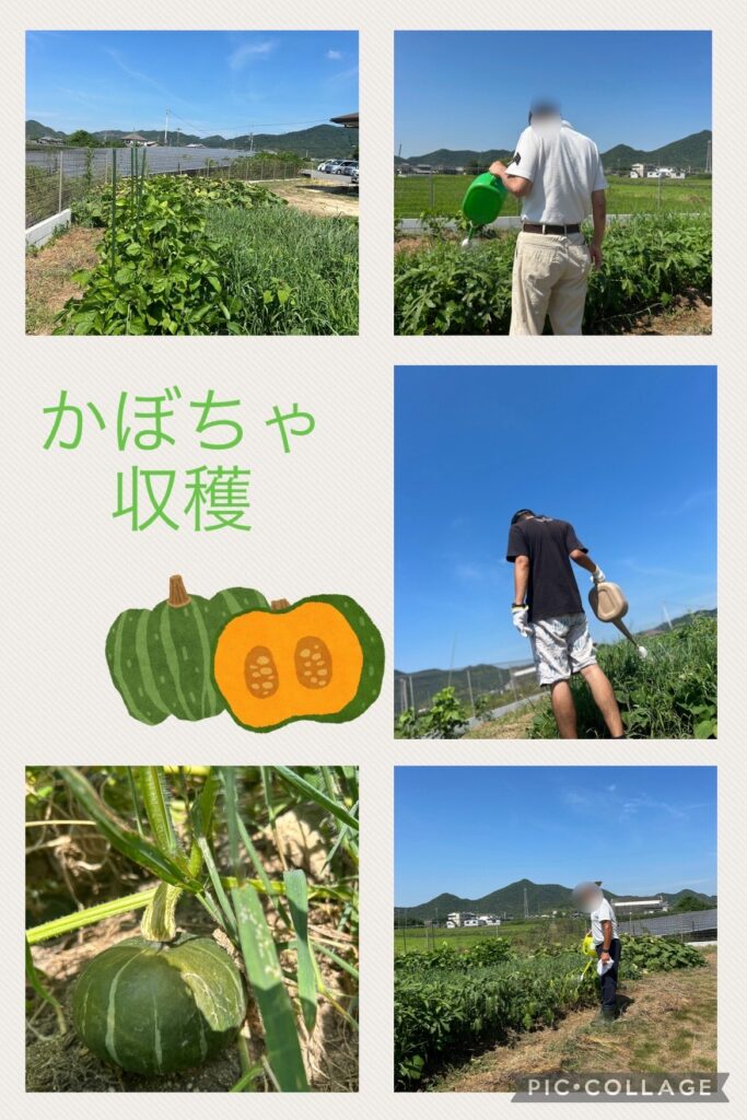 かぼちゃの収穫